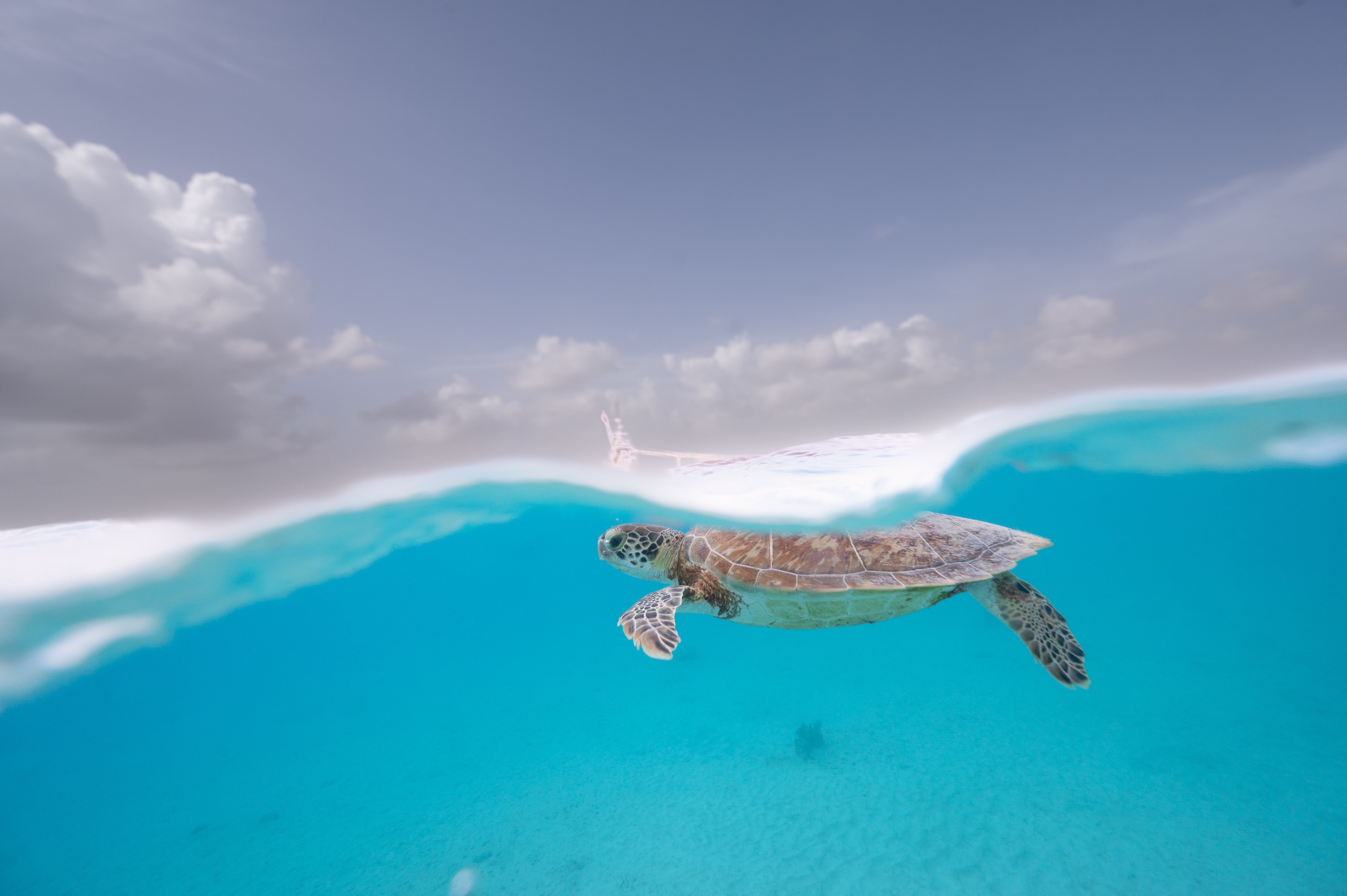 Sea turtle at the surface in Bonaire, December 2025. Photo: Evan Cooper.