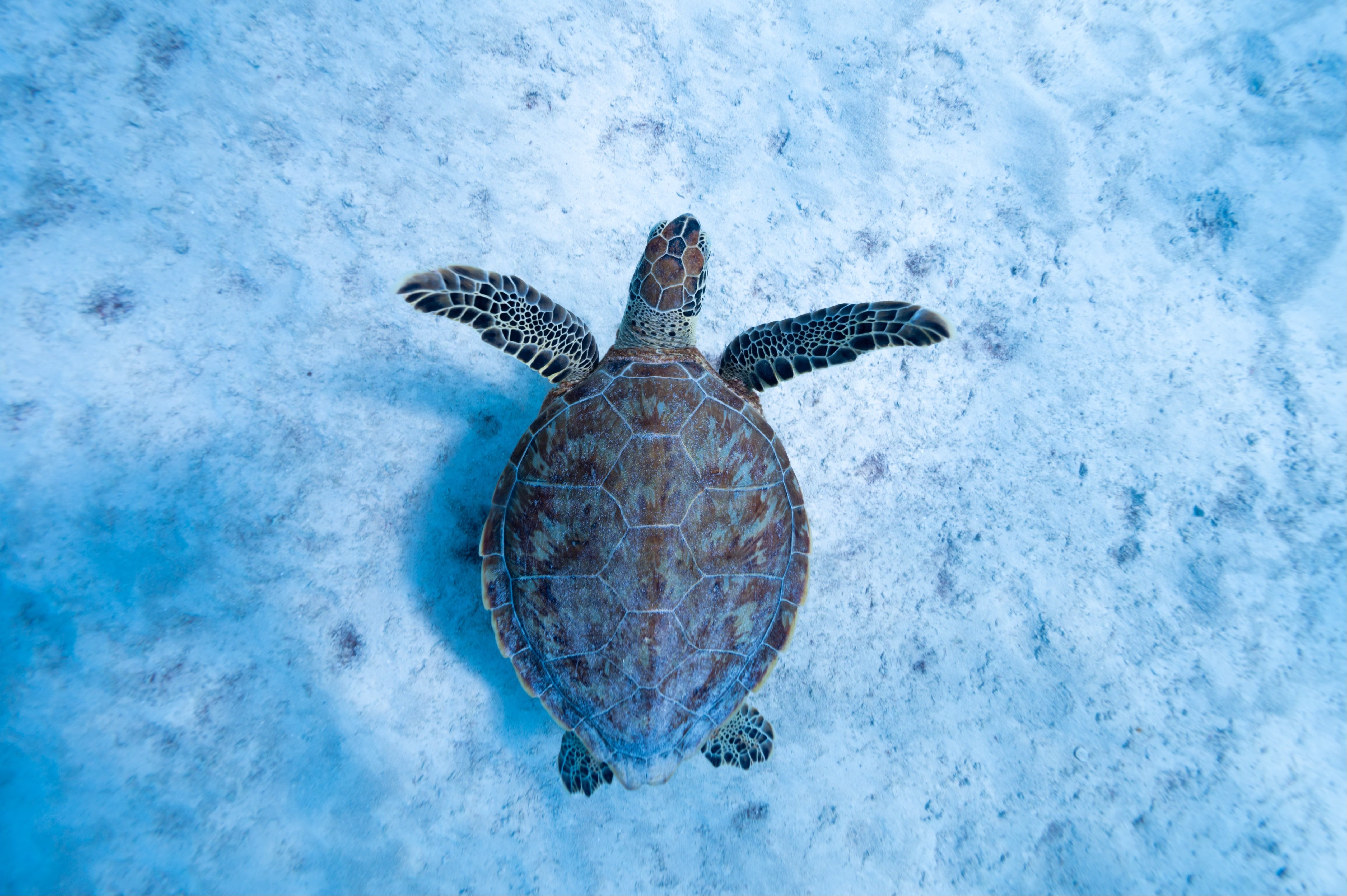 Green sea turtle cruising over sand in Bonaire, 2024. Photo: Evan Cooper.