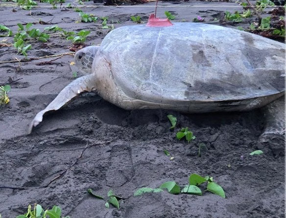 Green sea turtle Tilly on Tortuguero nesting beach, as pictured on STC tracking page